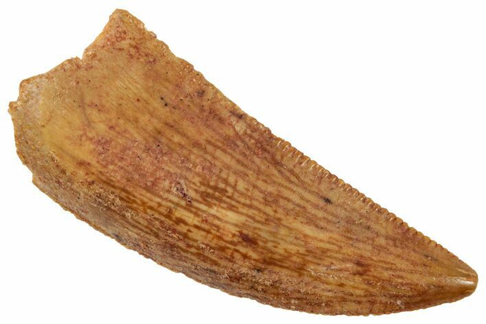 Serrated Raptor Tooth - Real Dinosaur Tooth #357980